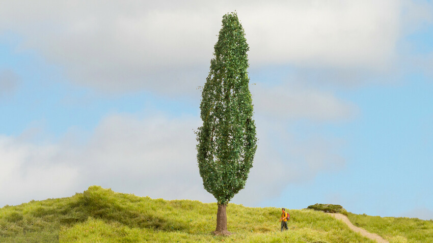 [ NO20130 ] Populier - 18cm hoog