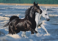 [ RAV162765 ] Ravensburger Paarden op het strand 1500 stukjes