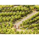 [ NO21540 ] Noch Wijnranken, 24 Stuks, ca. 2,2 cm hoog