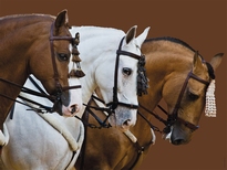 [ RAV163397 ] Elegante paarden 1500 stukjes