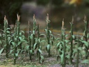 [ JTT95552 ] JTT corn stalks / mais 2.5 cm  1/100  HO scale  30pcs
