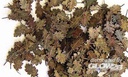 [ PLUSMODEL287 ] Oak leaves extra colors 1/35 (6797287)