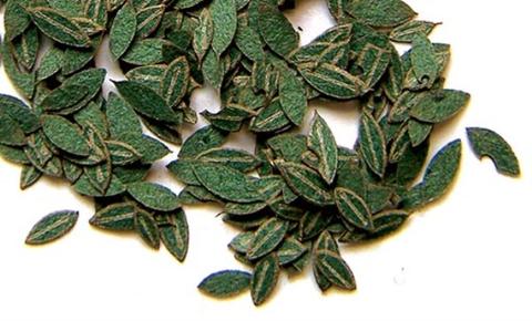 [ PLUSMODEL283 ] Cherry leaves 1/35 (6797283)