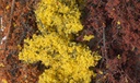 [ WOODLANDF1135 ] Woodland fine-leaf foliage fall mix  / herfst