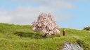 [ NO20147 ] Noch Kersenboom 6cm