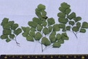 [ JOEFIX125 ] grote groene blaadjes