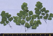 [ JOEFIX125 ] grote groene blaadjes