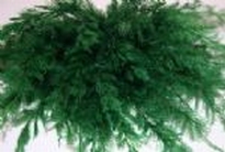 [ JOEFIX170 ] fijne groene takjes
