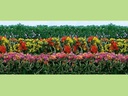 [ JTT95515 ] JTT flower & green hedges / groene en gebloemde hagen  1/100  HO  scale       